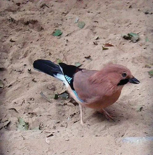 动物园拍的山和尚鸟