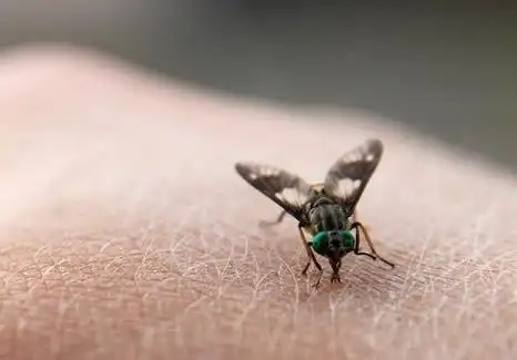 皮肤蝇国内罕见 身上长满倒钩从美女嫩白的皮肤爬出来