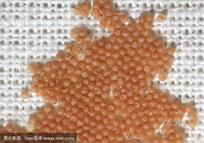 蛾卵在白色粗麻布上极端微距拍摄.