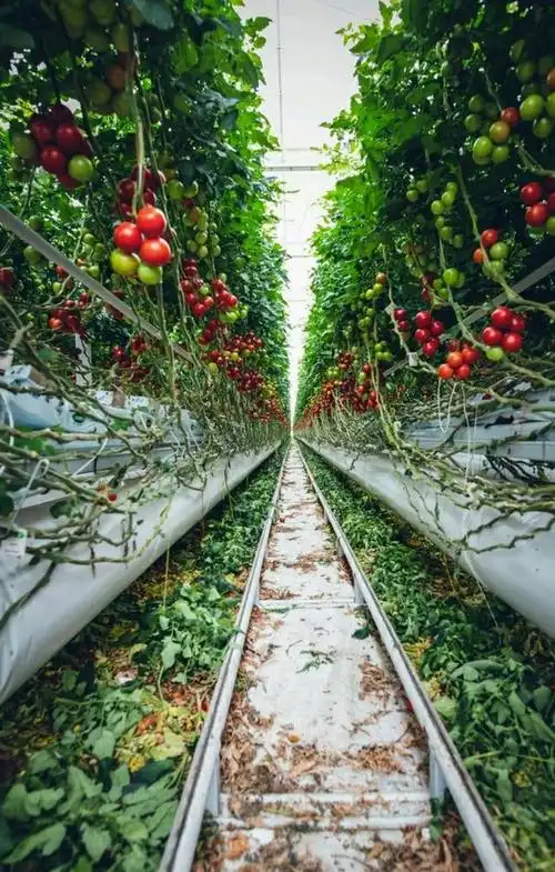 农民规模化种植番茄不仅增加了收入,更吸引游客们慕名前来采摘!