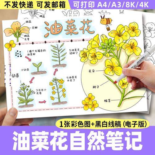 自然笔记手抄报油菜花电子模板小学生植物生长过程观察日记线稿