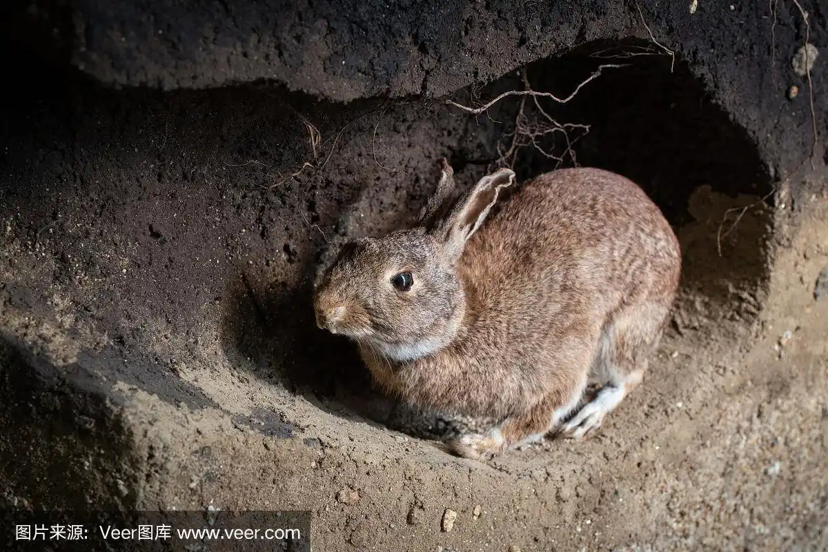 兔子,洞穴,野生植物,可爱的,复活节