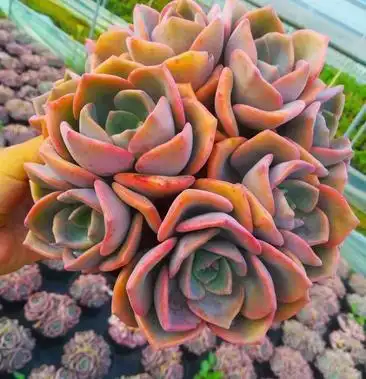 [多肉植物批发]彩虹糖180盆控养三年的整桩价格22.00元/棵 - 一亩田