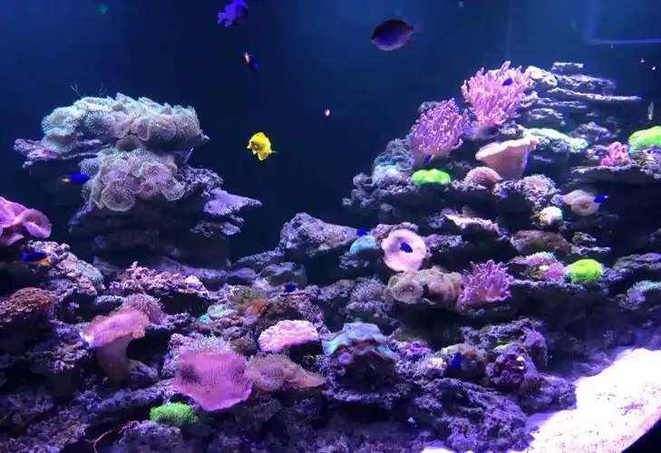 2019富国海底世界游玩攻略,北京工体富国海底世界,是由.