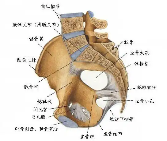 正常骨盆解剖示意图人体解剖图