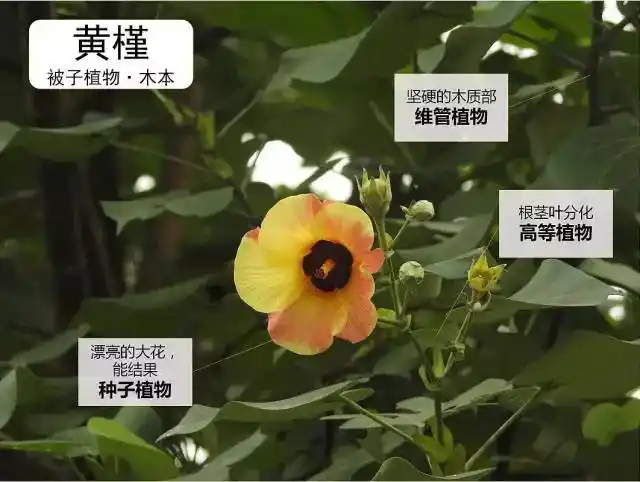 植物科普植物可以分几类答朋友东亚的提问