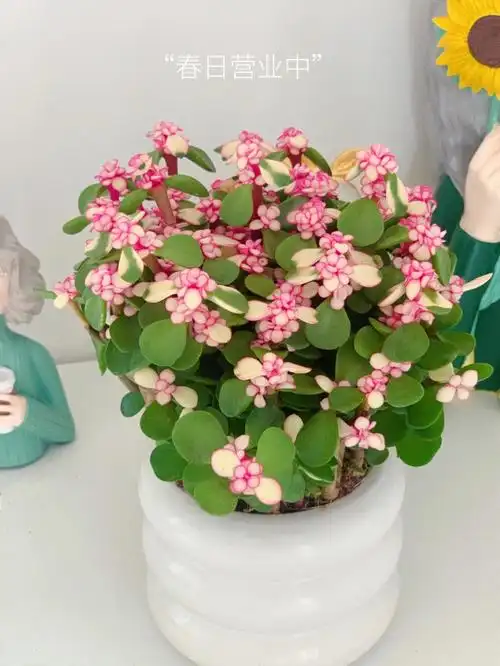 雅乐之舞多肉植物