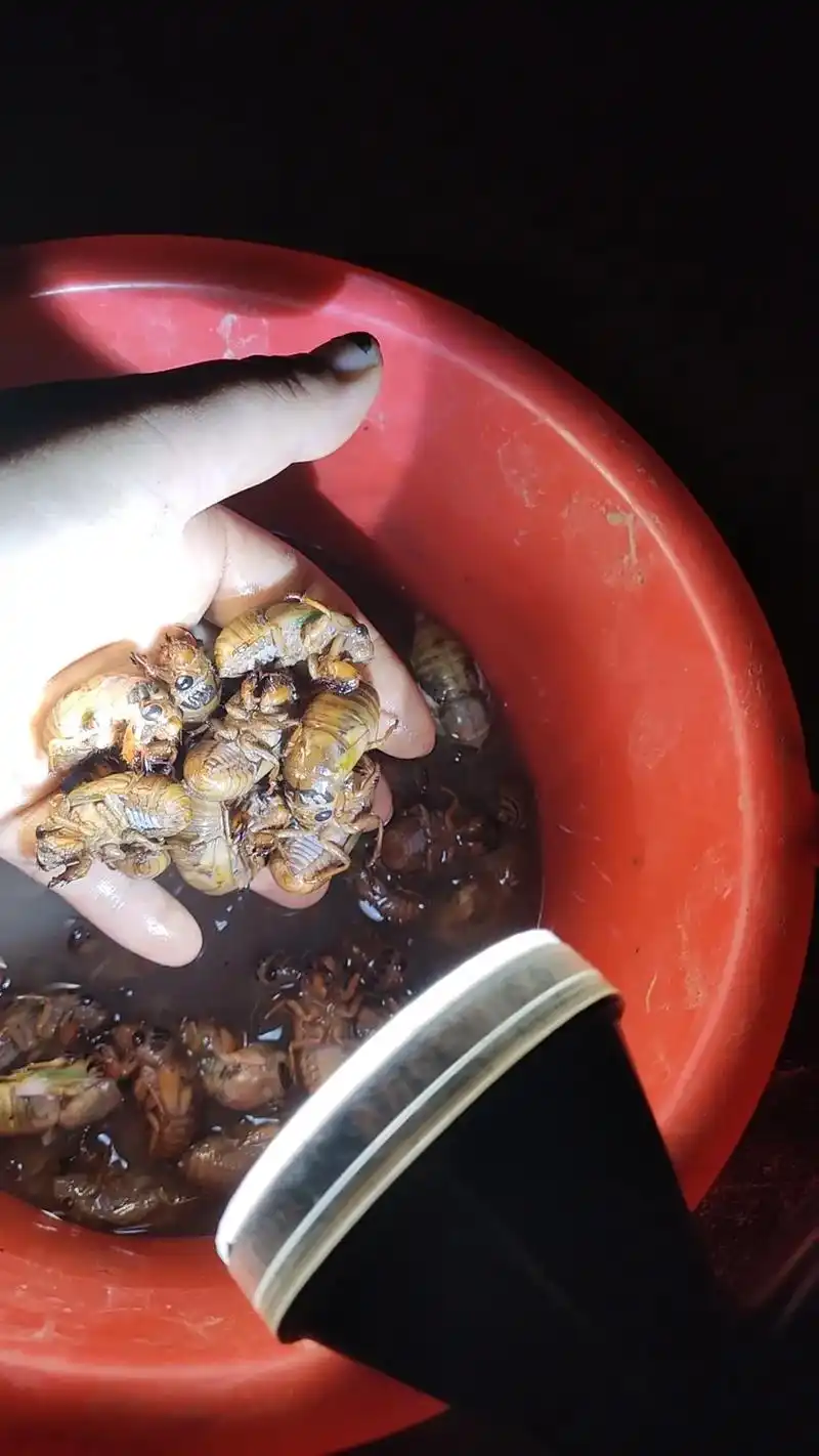 知了龟,再不买就没了.苹果园里的知了龟,今天预定,晚上逮,第 - 抖音