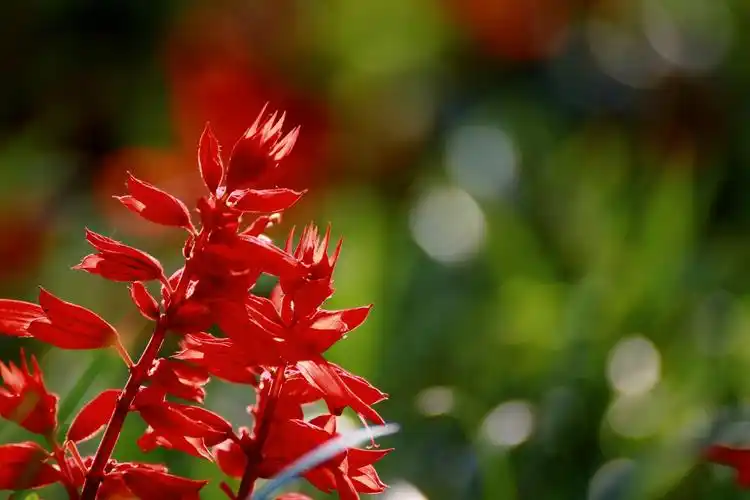 一串红图片 - 第2张