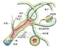 科学家最新研究揭示水螅断头碎身还能再生的奥秘