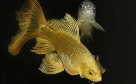 龙凤锦鲤鱼的价格及生活习性和饲养方法