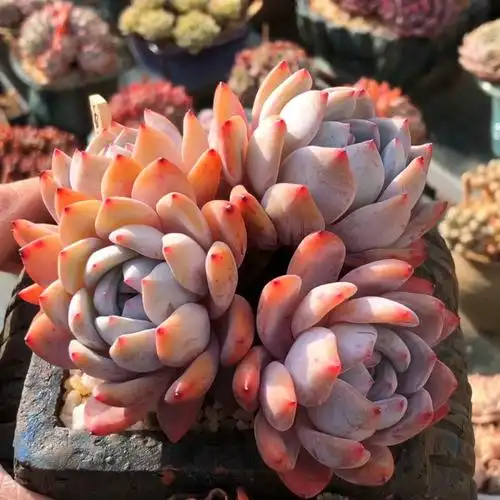 雪天使老桩 69894