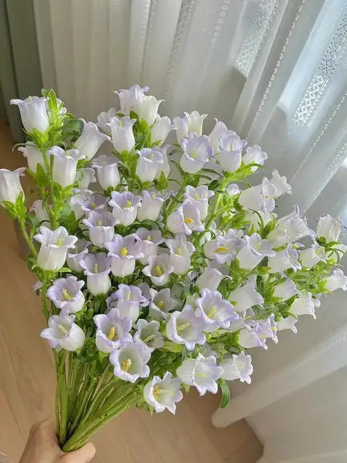 这束8块钱不到的风铃花是来报恩的吧