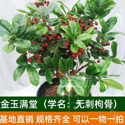 金玉满堂红无刺枸骨圣诞树净化空气带果客厅阳台花园宝贝庭院栽植