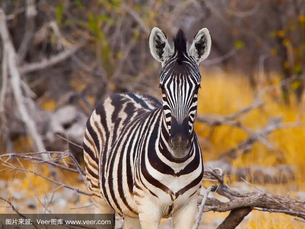 年轻斑马正面图