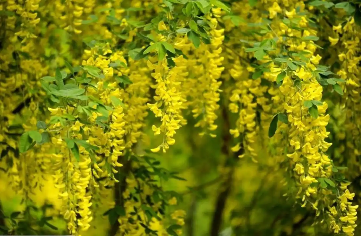 【每日一花】金链花(泰国国花) 金链花树(laburnum anagyroides medic