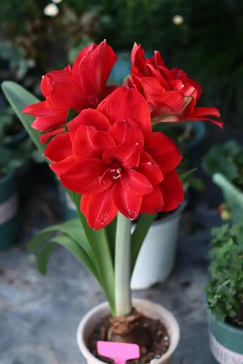 朱顶红:樱桃妮芙 两广开挂区的朱顶红,种起来种起来,太优秀了,以前对