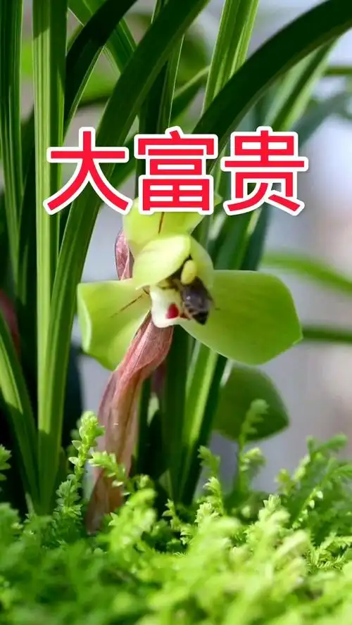 春兰经典品种大富贵