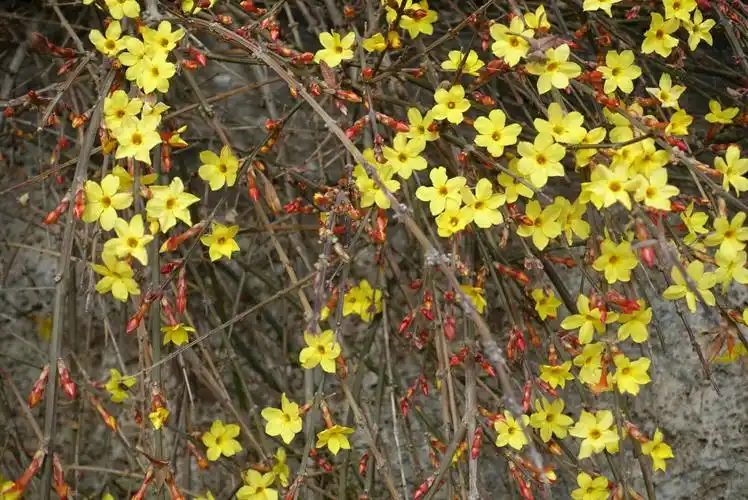 迎春花吐出了鲜亮的明黄,红红的花苞衬托出花开的信息.