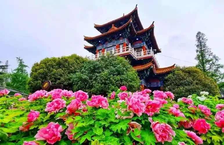 2022洛阳国家牡丹园门票价格及开放时间附赏花攻略