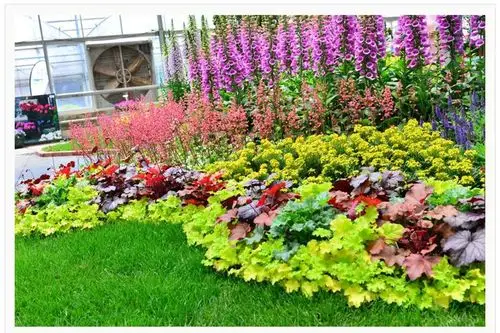 能在院子里过冬矾根就是这样种植出来的