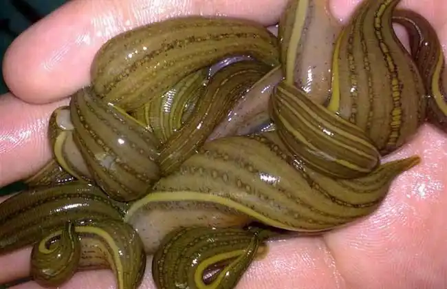 琼海水蛭的价格场