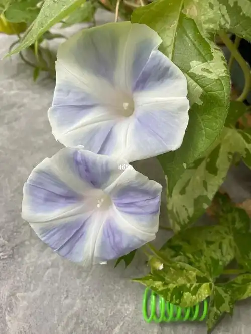 从种子开始的牵牛花开花啦