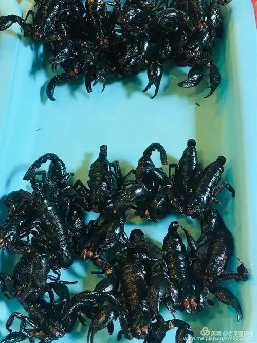 颇具特色的泰国芭提雅四方水上市场