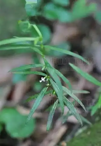 虾子草,见过吗?能清热解毒,消肿止痛