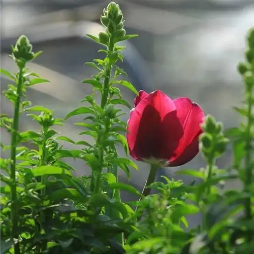 春天花卉高清头像图片:嘉禾重颖,蓂荚载芬 花草香美谓之芳菲.