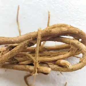 贵州深山新鲜刺老芽树根树刺老芽树皮现采新鲜中药材天然树根宝贝