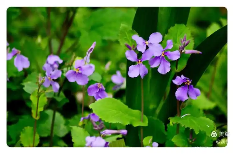 紫金草也叫诸葛菜