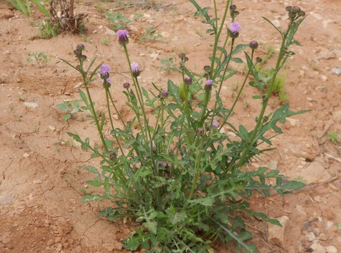 泥胡菜_中医中药大全