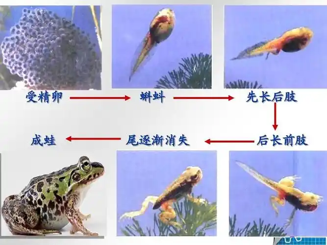 人教版八年级初二生物下册八年级生物下第三节_两栖