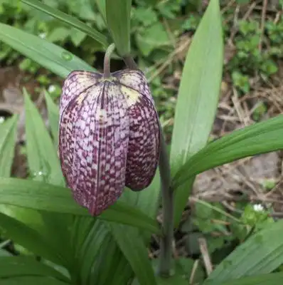 贝母粉 川贝母浓缩粉 贝母提取物