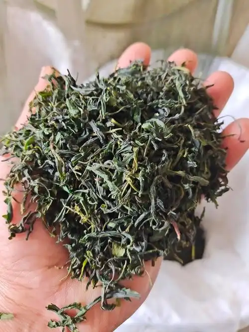 毛茶 烘青