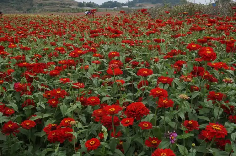 百日草种子 花籽四季播种易活庭院耐旱花草 百日菊种子 开花不断_双氙