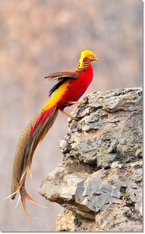 美丽的红腹锦鸡