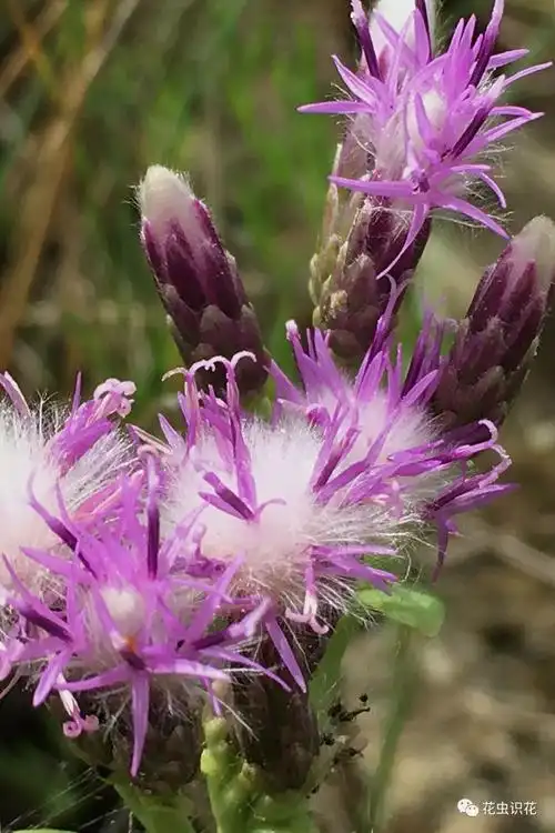 草地风毛菊(菊科 风毛菊属)