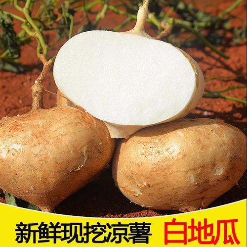 广西新鲜凉薯现挖农家自种白地瓜10斤沙葛豆薯土瓜番薯蔬菜水果5