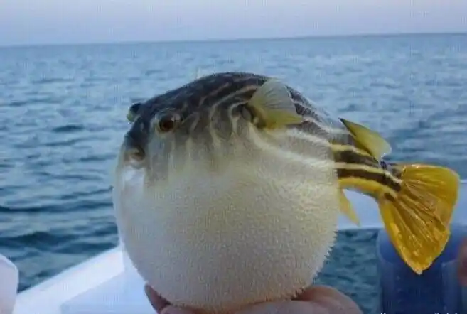 河豚君.生气的样子真呀么真可爱.