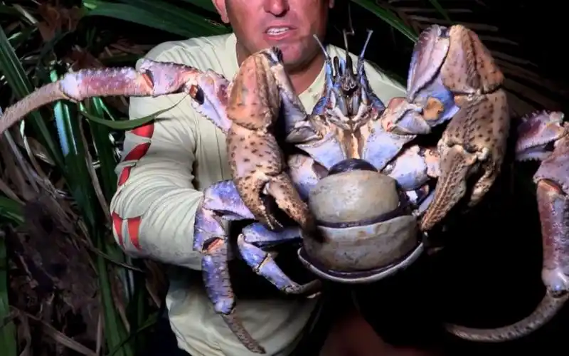 火山岛上的巨型椰子蟹,独一无二的生存环境,才有这样的体型