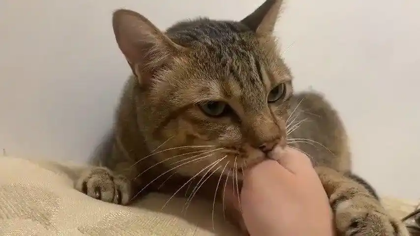 都这么大了还喜欢吸手指!