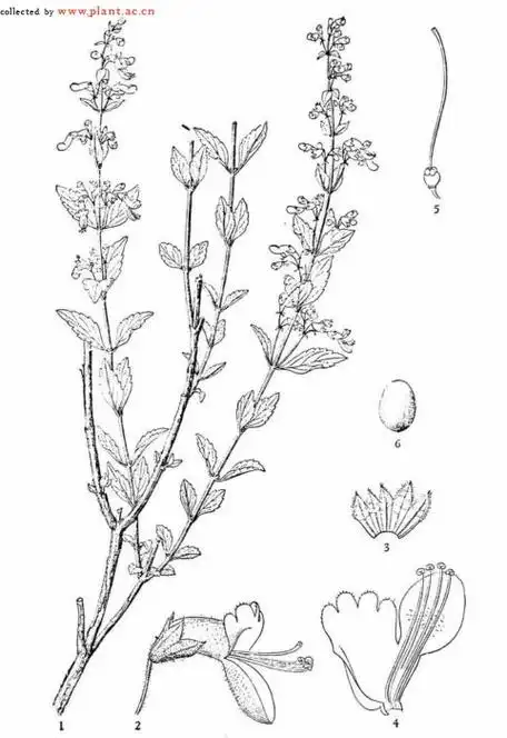 茎四棱形,具沟,有条纹,密被灰白色下曲微柔毛及乳突状糙伏毛,节间短