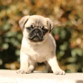 巴哥犬幼犬活体纯种宠物狗狗巴哥犬八哥犬幼犬活体幼崽小型犬 宠物级