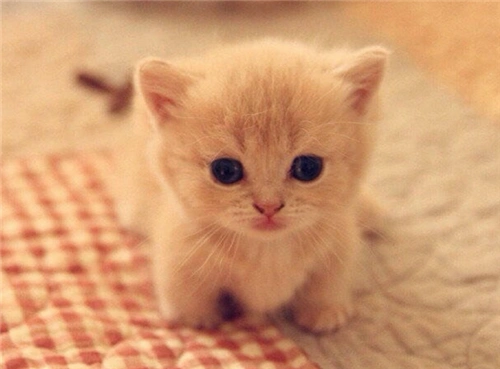 可爱的小猫咪图片_小小的萌萌的猫咪