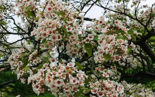 利川人,你妈喊你回家吃桐子叶粑粑!