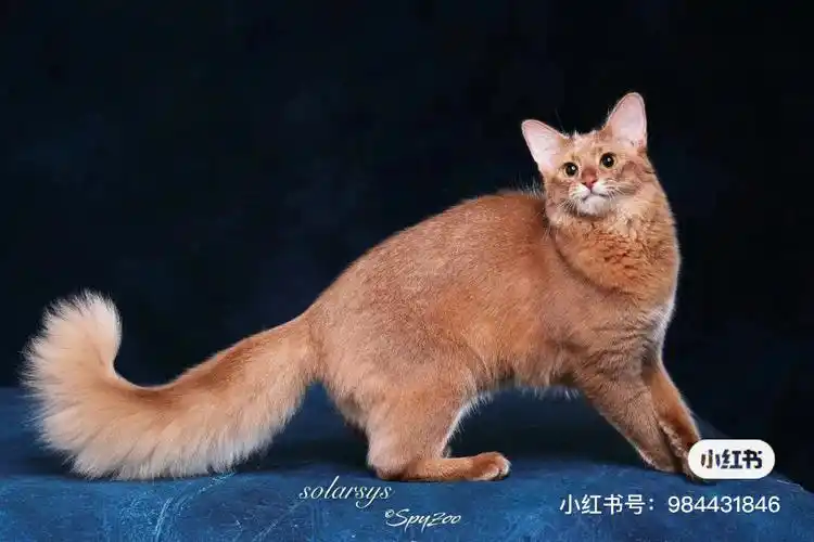 索马里猫的四种颜色