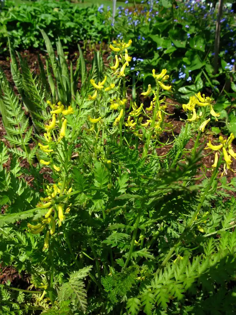 每天识一中草药丨黄连 别名味连,川连,鸡爪连等,黄连属于多年生草本