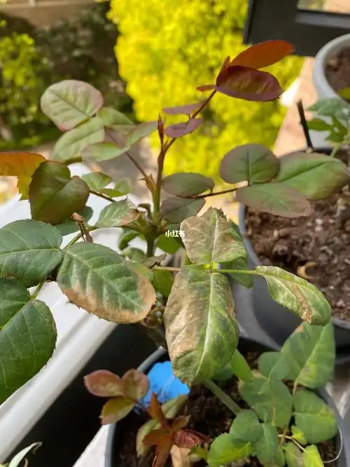 月季叶子干枯还有点发白是什么原因